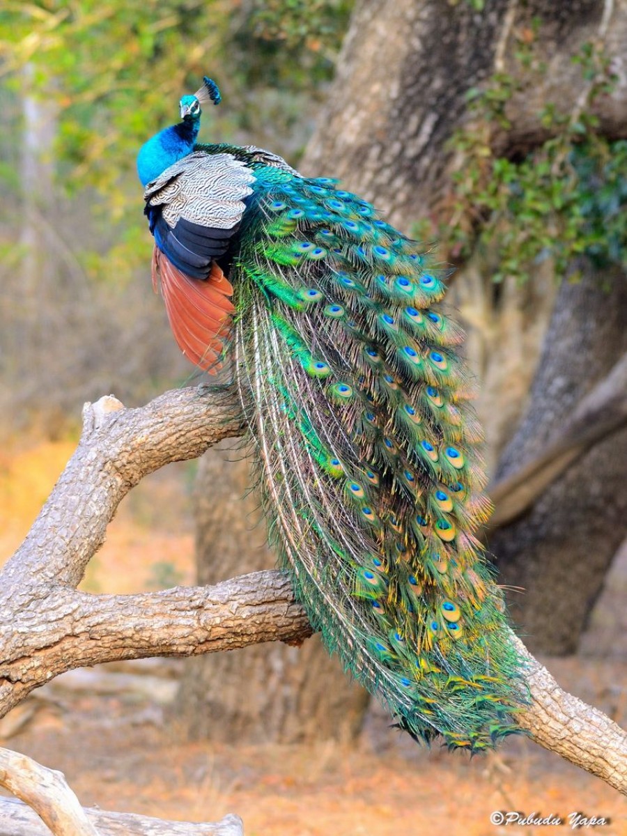 Pavo cristatus Linnaeus, 1758